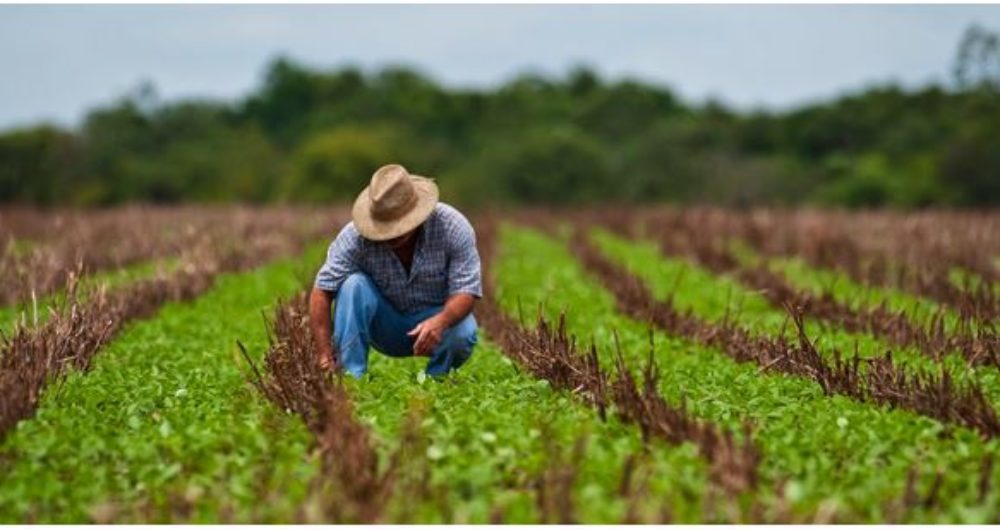 Resultado de imagem para agricultura no oeste da bahia